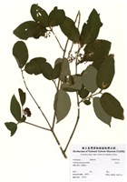 藏品(杜虹花)的圖片